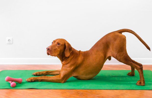 Yoga pets